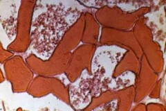 緩慢凍結したサバの細胞の画像