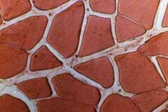 凍結前のサバの細胞