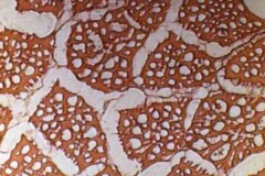 急速凍結したサバの細胞の画像